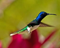 White-necked Jacobin male