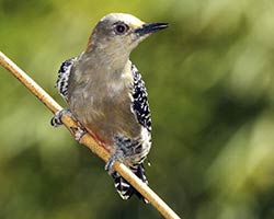 female Red-crowned Woodpecker