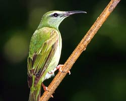 Female Red-legged Honeycreeper