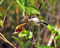 Female white-fringed Antwren