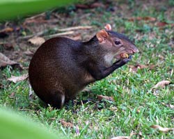 Agouti