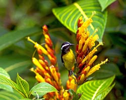 Bananaquit