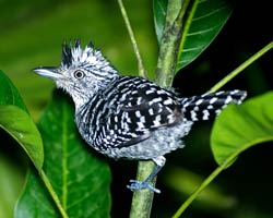 Barred Antshrike male