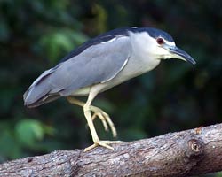 Black-crowned Night-Heron