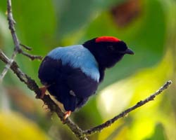 Blue-backed Manakin male