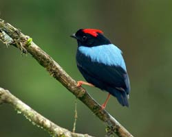 Blue-backed Manakin male