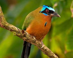 Trinidad Motmot