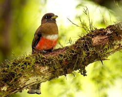 Collard Trogon (Female)