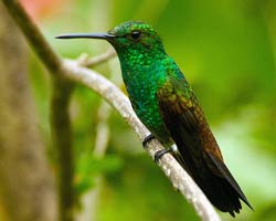 Copper-rumped Hummingbird