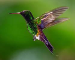 Copper-rumped Hummingbird