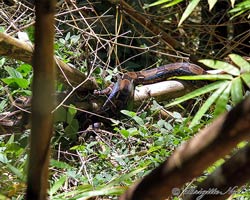 Boa constrictors mating