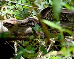 Boa constrictors