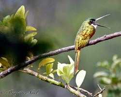 Rufous-tailed Jacamar throwing up a bug