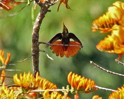 Ruby-topaz Hummingbird