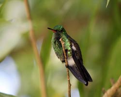 Copper-rumped Hummingbird