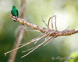 Copper-rumped Hummingbird