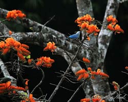 Blue-gray Tanager