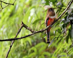 Collared Trogon female