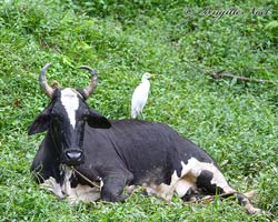 Cattle Egret resting on its namesake