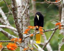 Crested Oropendola in mountain immortelle tree