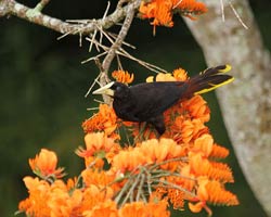 Crested Oropendola in mountain immortelle tree