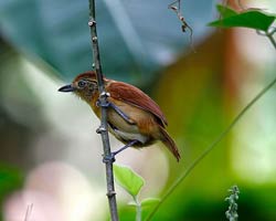 Barred Antshrike female