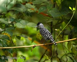 Barred Antshrike male