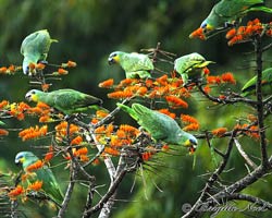 Flock of Orange-winged Parrots dining on mountain immortelle blossoms