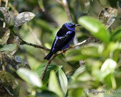 Red-legged Honeycreeper male