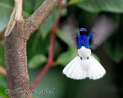 White-necked Jacobin male