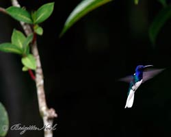 White-necked Jacobin male