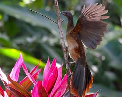 Rufous-vented Chachalaca