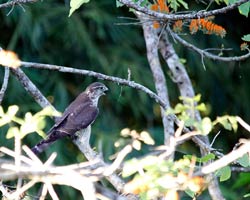 A vocal Merlin