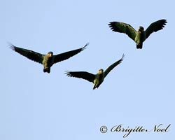 Orange-winged Parrots