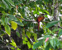 Rufous-tailed Jacamar