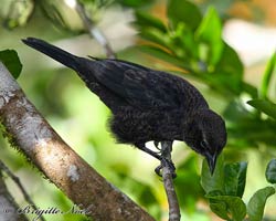 Shiny Cowbird, immature male