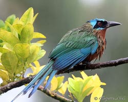 Rain-soaked Trinidad Motmot