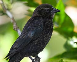 Shiny Cowbird, immature male