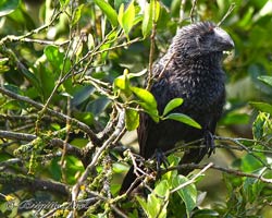 Smooth-billed Ani