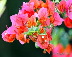 Bougainvillea