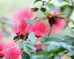 Pink Powder Puff, Calliandra emarginata