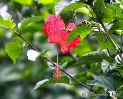 Hibiscus