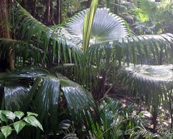 thatch palm