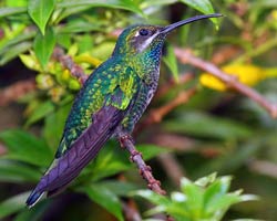 White-tailed Sabrewing