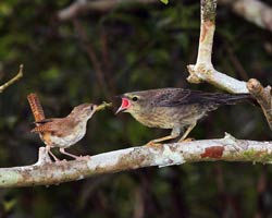 House wren feeding shiny cowbird