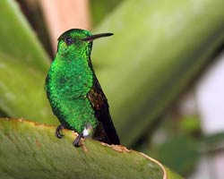 Copper-rumped Hummingbird