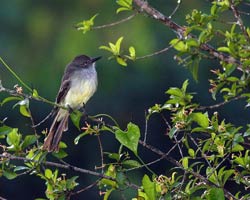 Venezuelan Flycatcher