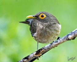 Spectacled Thrush