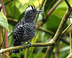 Barred Antshrike (male)