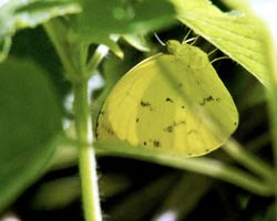 Sulphur Butterfly